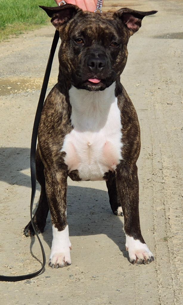 graziano’s house Endless for furious ast