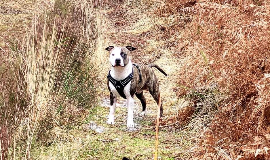 Furious Ast Placidus fidelis casanova