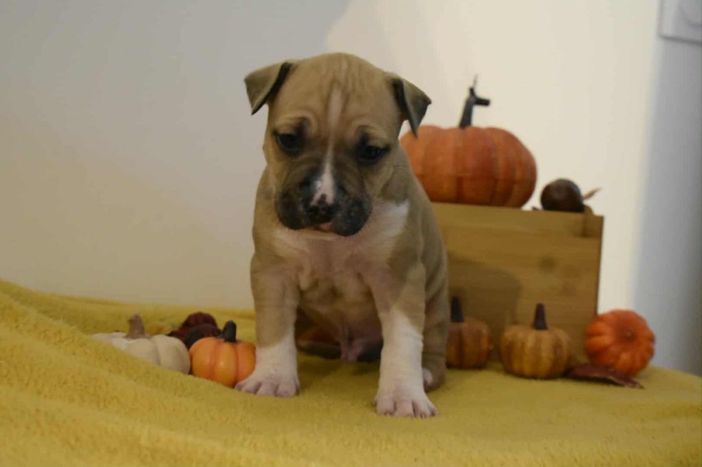 Furious Ast - Chiots disponibles - American Staffordshire Terrier