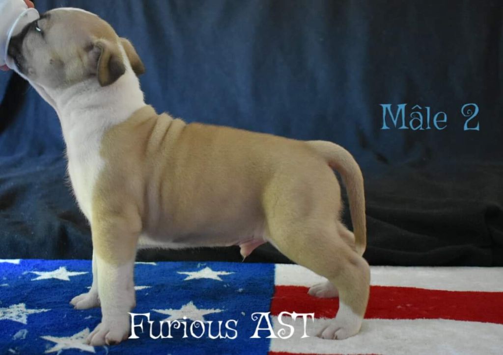Furious Ast - American Staffordshire Terrier - Portée née le 24/04/2019